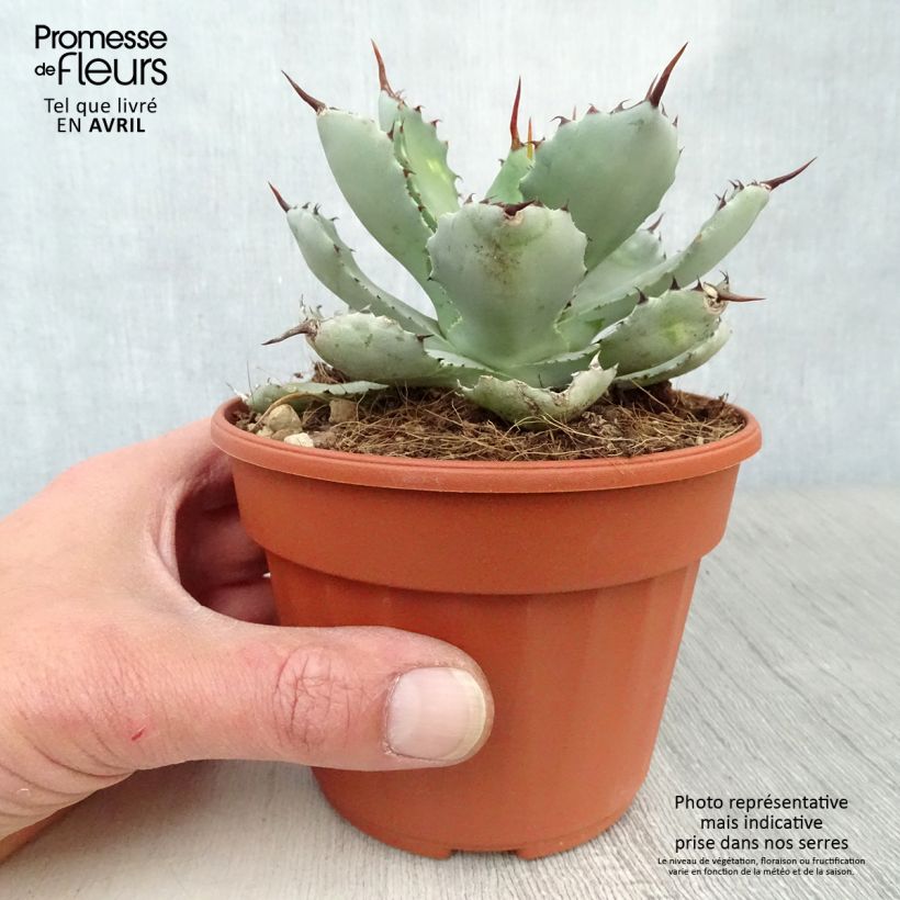 Spécimen de Agave Kikijokan Pot de 13 cm tel que livré au printemps