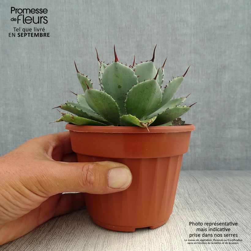 Spécimen de Agave Kikijokan Pot de 12 cm / 13 cm tel que livré en automne