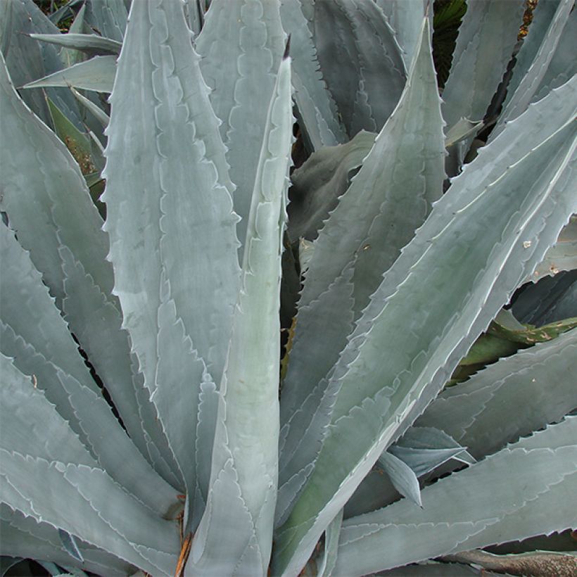 Agave americana - Agave d'Amérique (Feuillage)