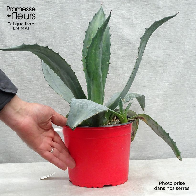 Spécimen de Agave americana - Agave d'Amérique Pot de 2L/3L tel que livré au printemps