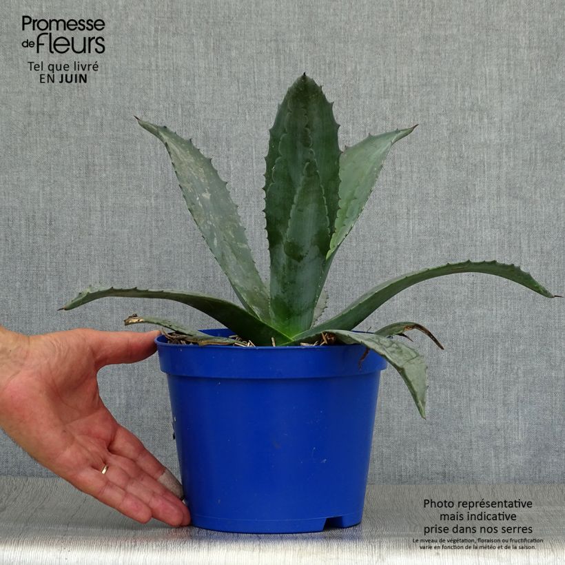 Spécimen de Agave americana - Agave d'Amérique Pot de 2L/3L tel que livré en été