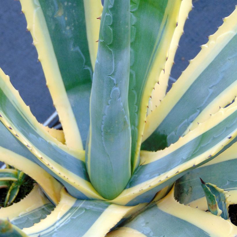 Agave americana Variegata - Agave d'Amérique (Feuillage)