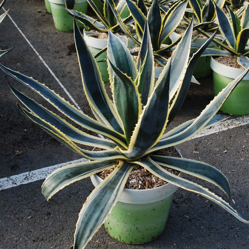 Agave americana Variegata - Agave d'Amérique (Port)