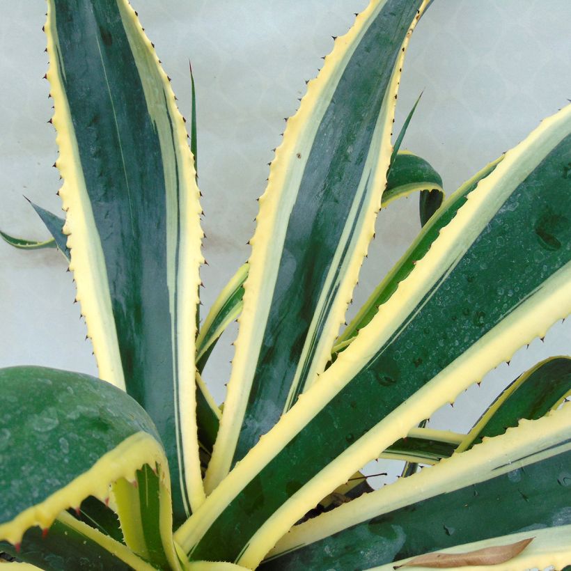 Agave americana Variegata - Agave d'Amérique (Floraison)