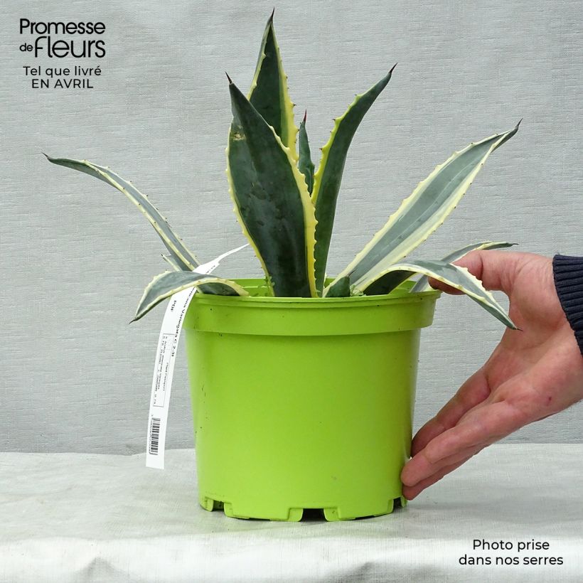 Spécimen de Agave americana Variegata - Agave d'Amérique tel que livré au printemps