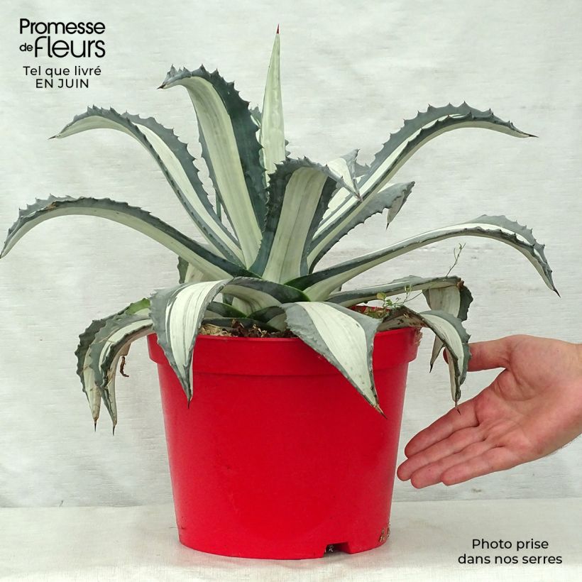 Spécimen de Agave americana Variegata - Agave d'Amérique Pot de 7,5L/10L tel que livré en été