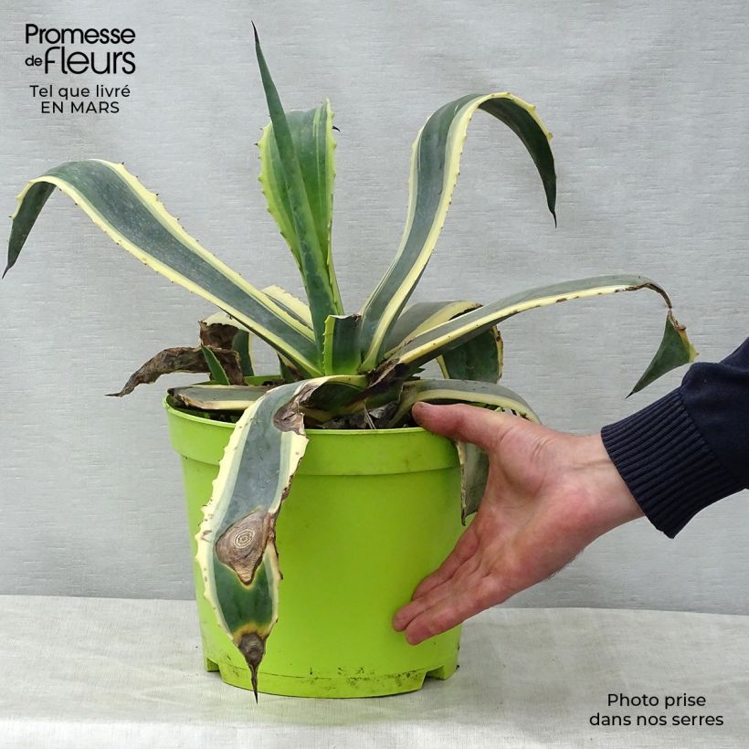 Spécimen de Agave americana Variegata - Agave d'Amérique pot de 7,5L/10L tel que livré au printemps