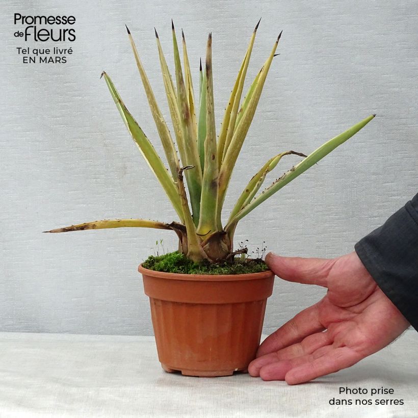 Spécimen de Agave angustifolia Marginata Pot de 13 cm tel que livré au printemps