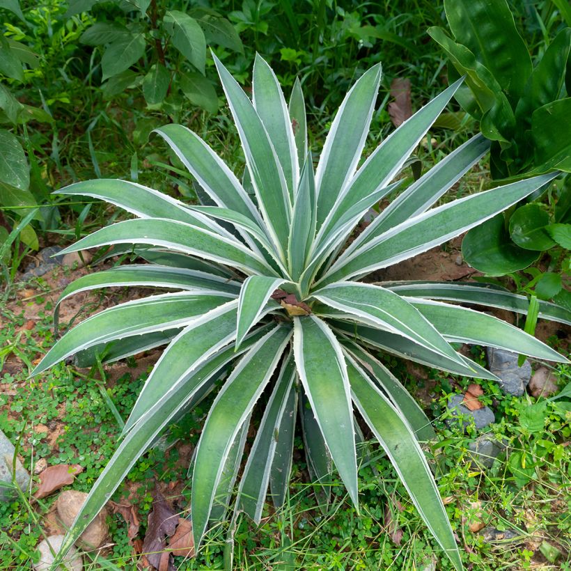 Agave angustifolia Marginata (Port)