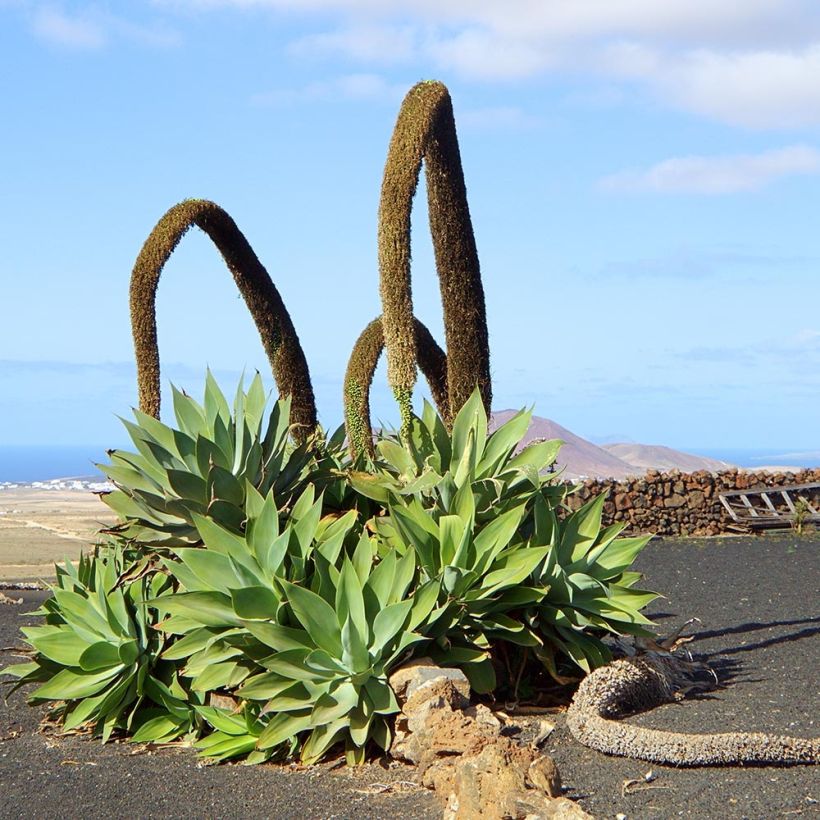 Agave attenuata - Agave à cou de cygne (Port)