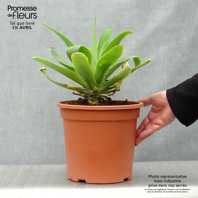 Spécimen de Agave attenuata - Agave à cou de cygne Pot de 7,5L/10L tel que livré au printemps