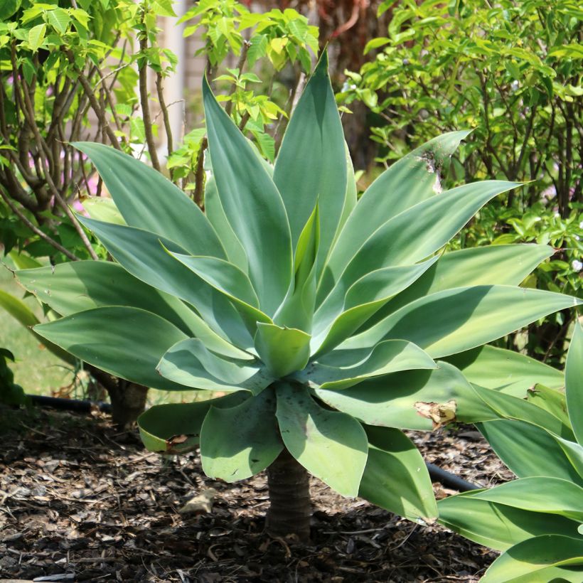 Agave attenuata - Agave à cou de cygne (Port)