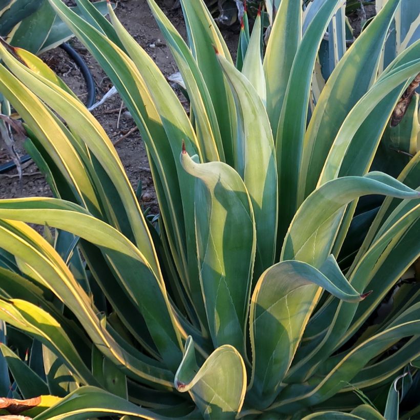 Agave desmetiana Variegata - Agave lisse (Feuillage)