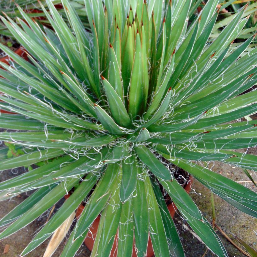 Agave filifera (Feuillage)