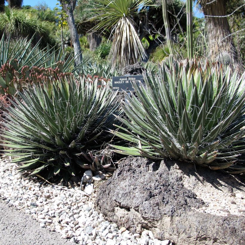 Agave filifera (Port)