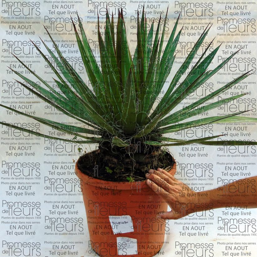 Exemple de spécimen de Agave filifera en pot de 20L tel que livré