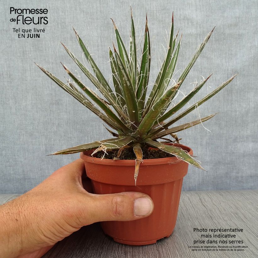 Spécimen de Agave filifera Pot de 12 cm / 13 cm tel que livré en été