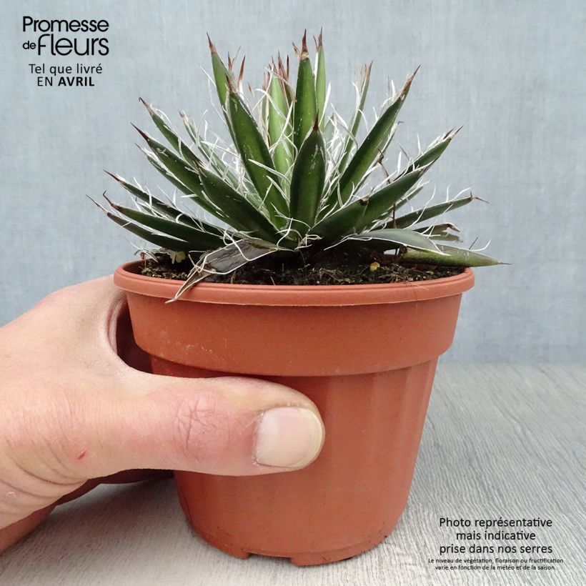 Spécimen de Agave filifera en pot de 13 cm tel que livré au printemps
