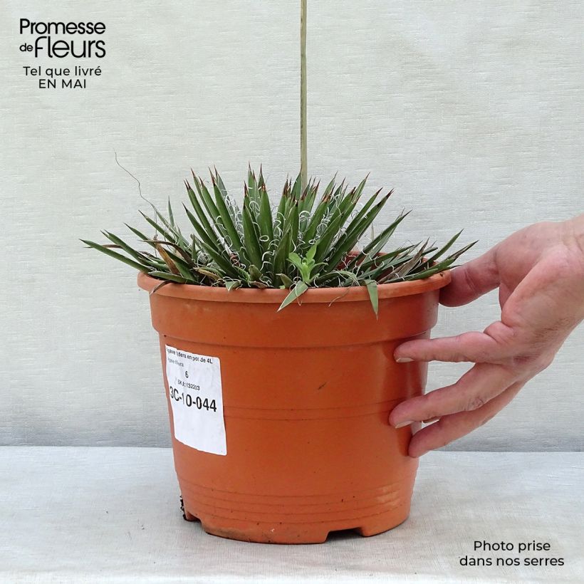 Spécimen de Agave filifera en pot de 1.5L/2L tel que livré au printemps