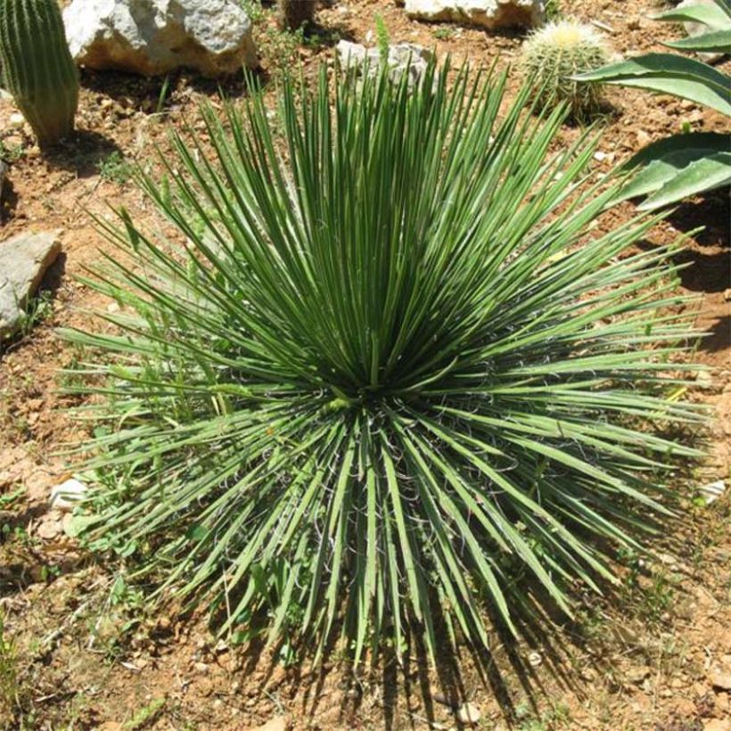 Agave geminiflora - Agave à fleurs jumelles (Port)