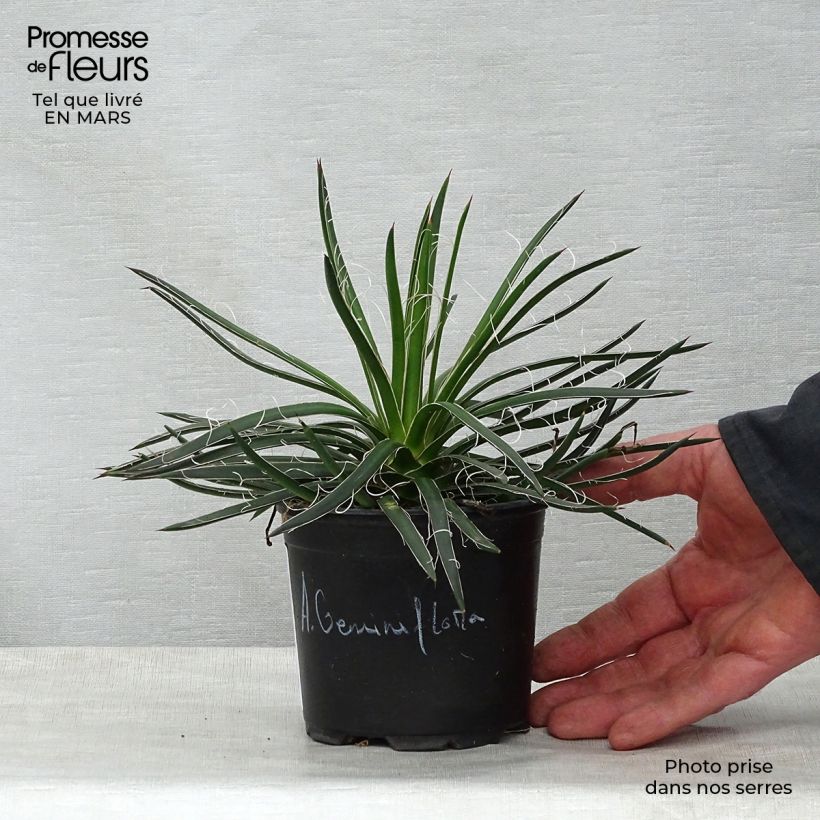 Spécimen de Agave geminiflora - Agave à fleurs jumelles en pot de 12 cm tel que livré au printemps