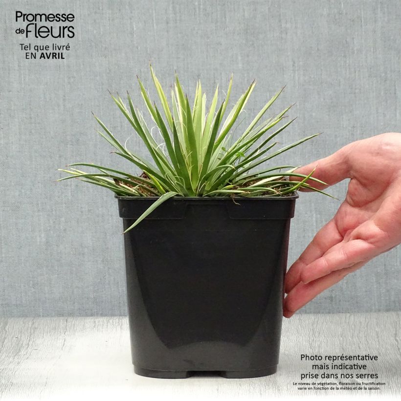 Spécimen de Agave geminiflora - Agave à fleurs jumelles en pot de 2/3L tel que livré au printemps