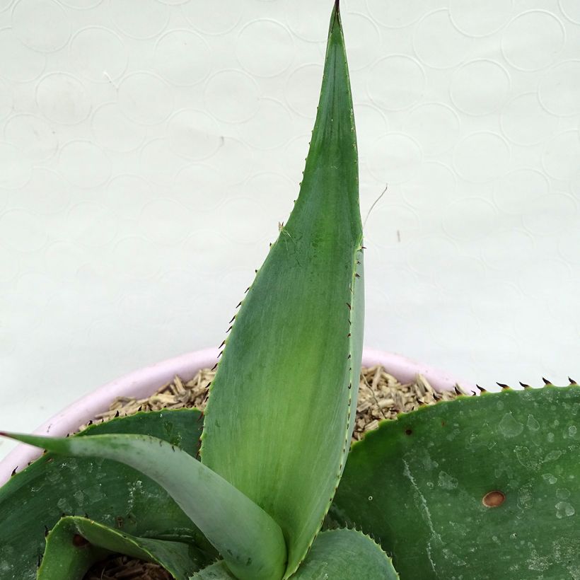 Agave guiengola (Feuillage)