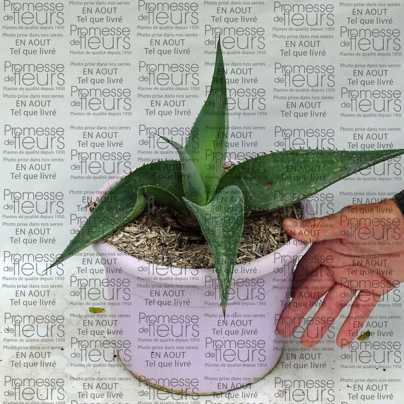 Exemple de spécimen de Agave guiengola Pot de 2L/3L tel que livré