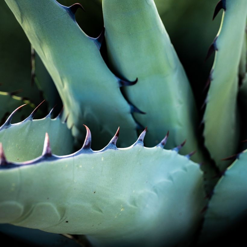 Agave havardiana (Feuillage)