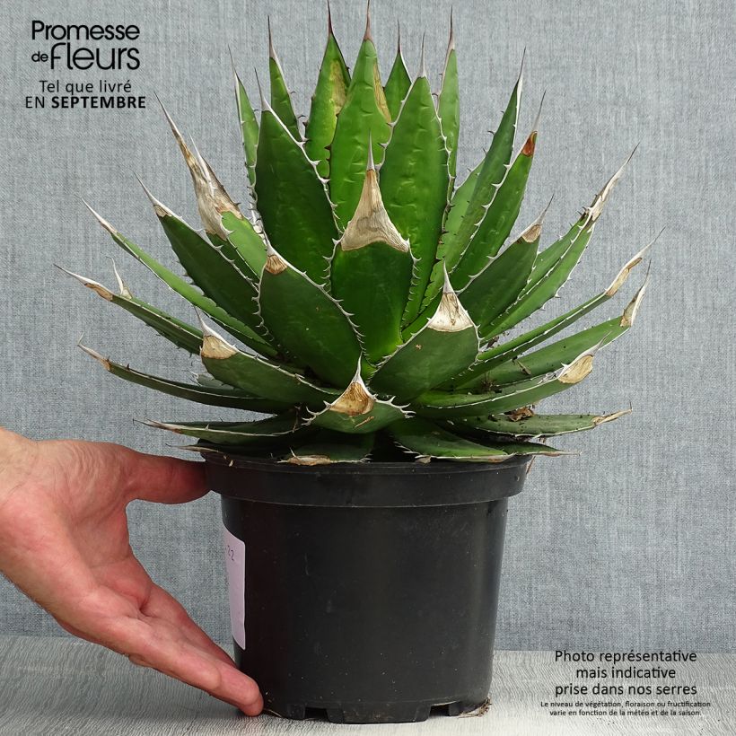 Example of Agave horrida as you get in ete