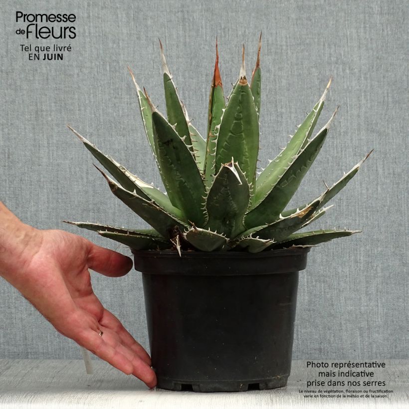 Example of Agave kerchovei as you get in ete