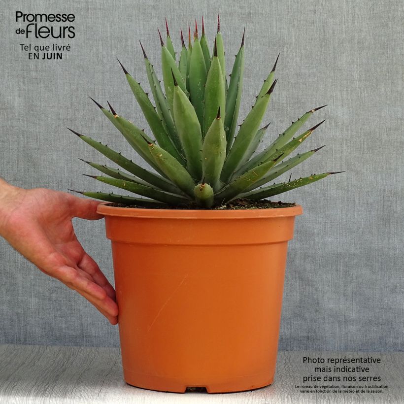 Spécimen de Agave macroacantha Pot de 7,5L/10L tel que livré en été