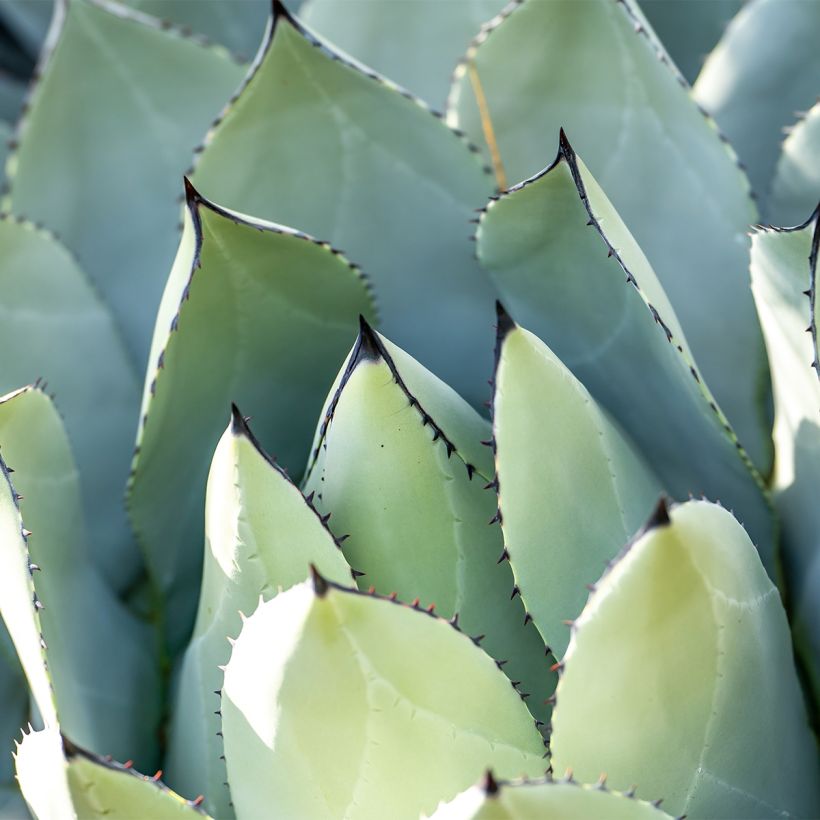 Agave macroacantha (Feuillage)