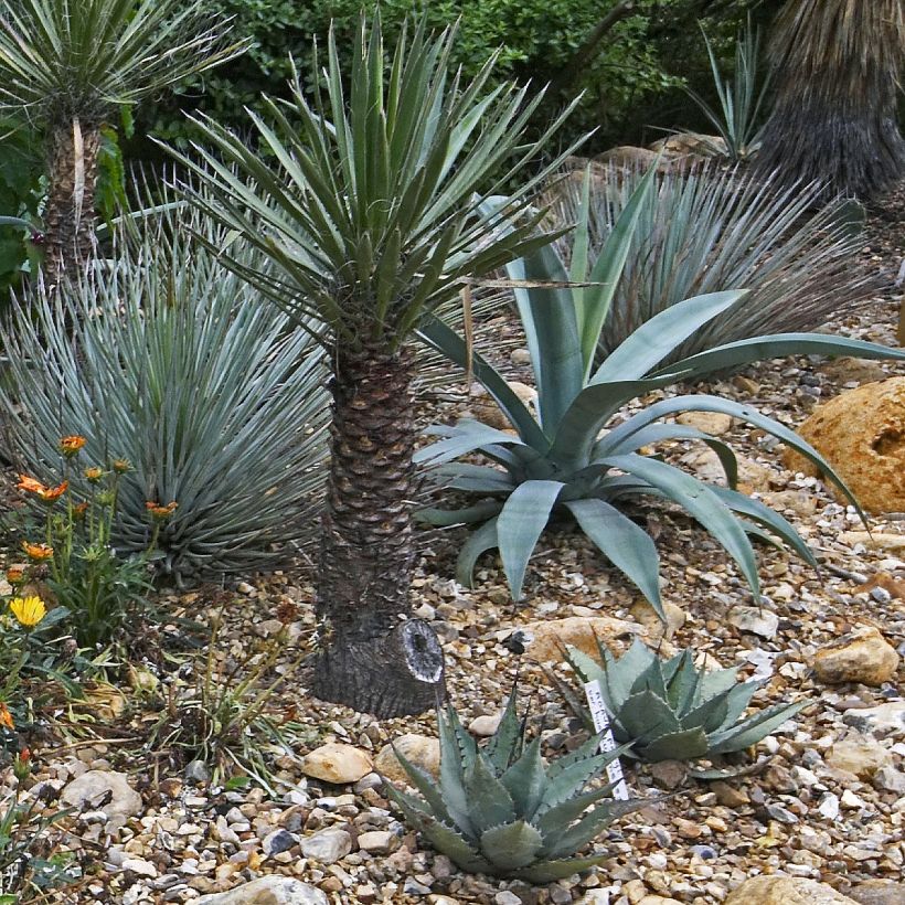 Agave macroacantha (Port)