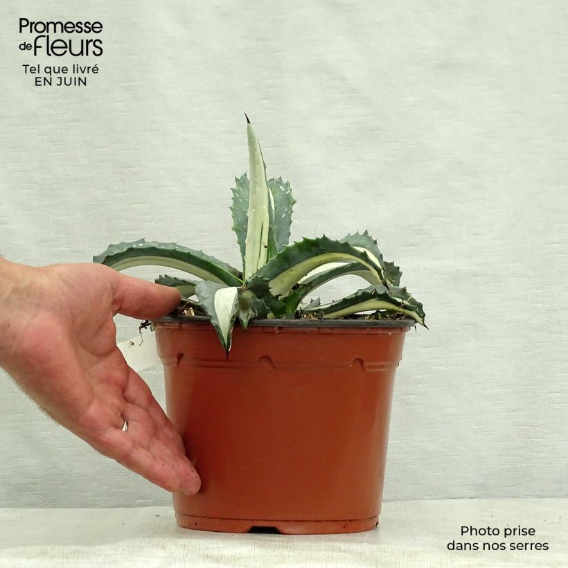 Spécimen de Agave Mediopicta Alba - Agave d'Amérique Pot de 2L/3L tel que livré en été