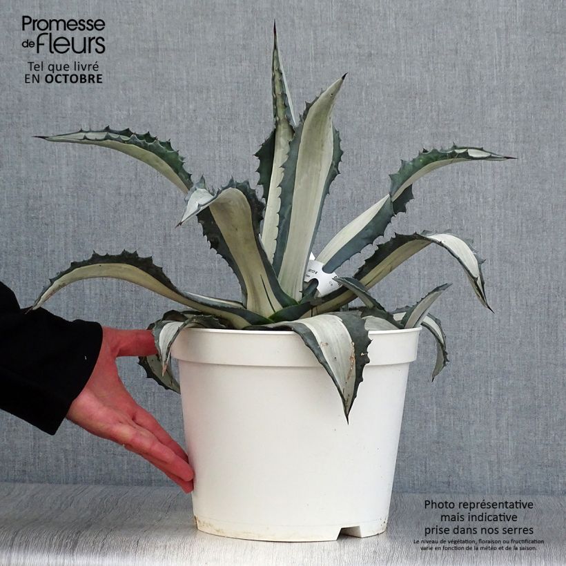 Spécimen de Agave Mediopicta Alba - Agave d'Amérique Pot de 7,5L/10L tel que livré en automne