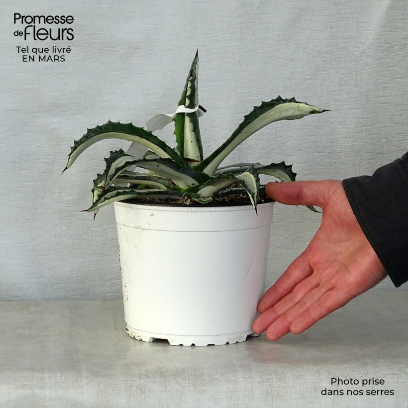 Spécimen de Agave Mediopicta Alba - Agave d'Amérique Pot de 2L/3LHauteur livrée env. 5/10cm tel que livré au printemps