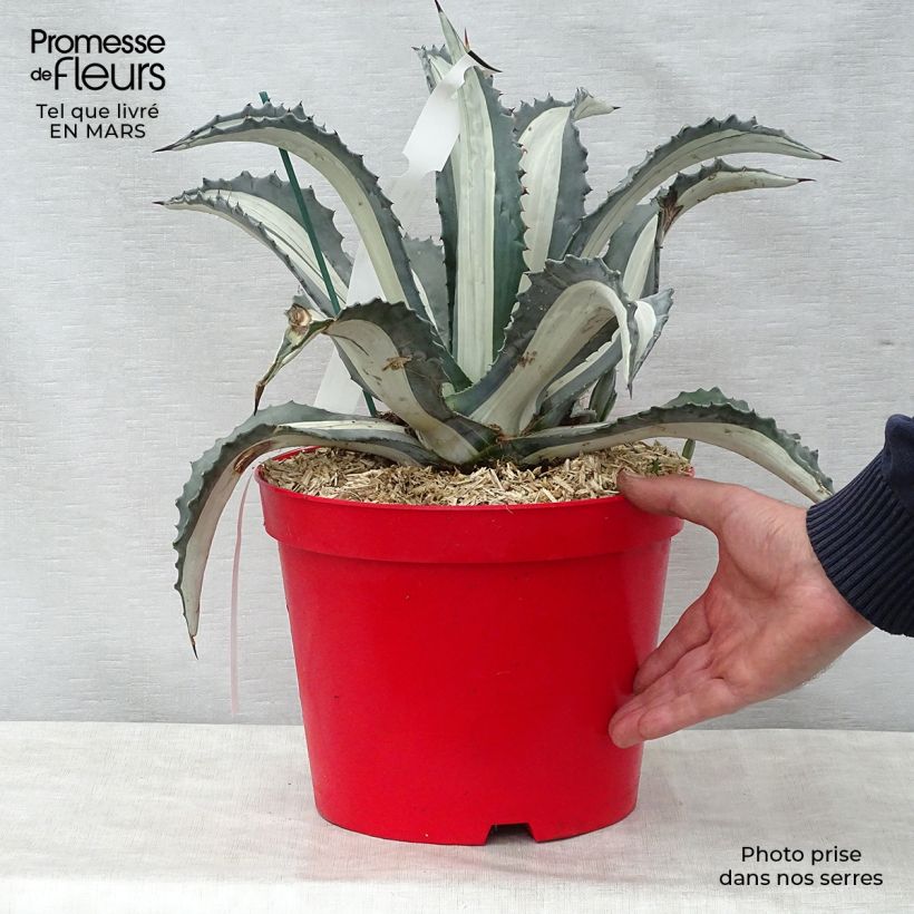 Spécimen de Agave Mediopicta Alba - Agave d'Amérique Pot de 7,5L/10LHauteur livrée env. 40/60cm tel que livré au printemps