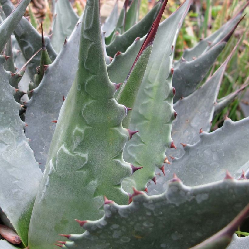 Agave montana (Feuillage)