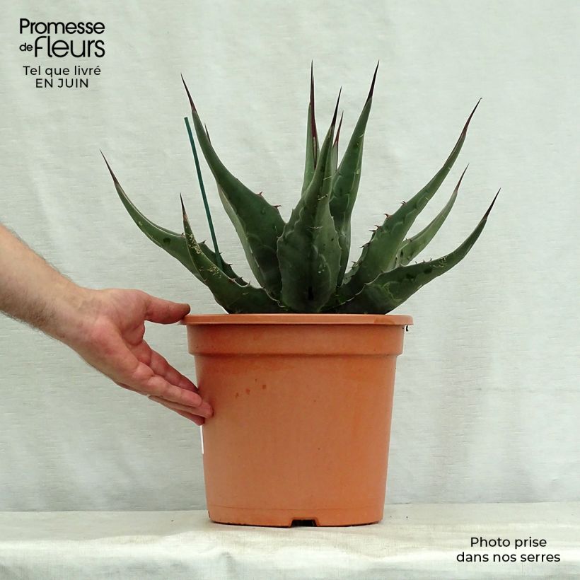 Spécimen de Agave montana Pot de 7,5L/10L tel que livré en été
