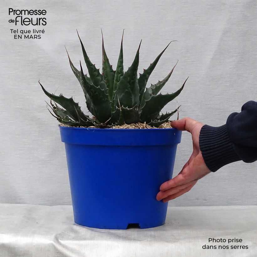 Spécimen de Agave montana Pot de 7,5L/10L tel que livré au printemps