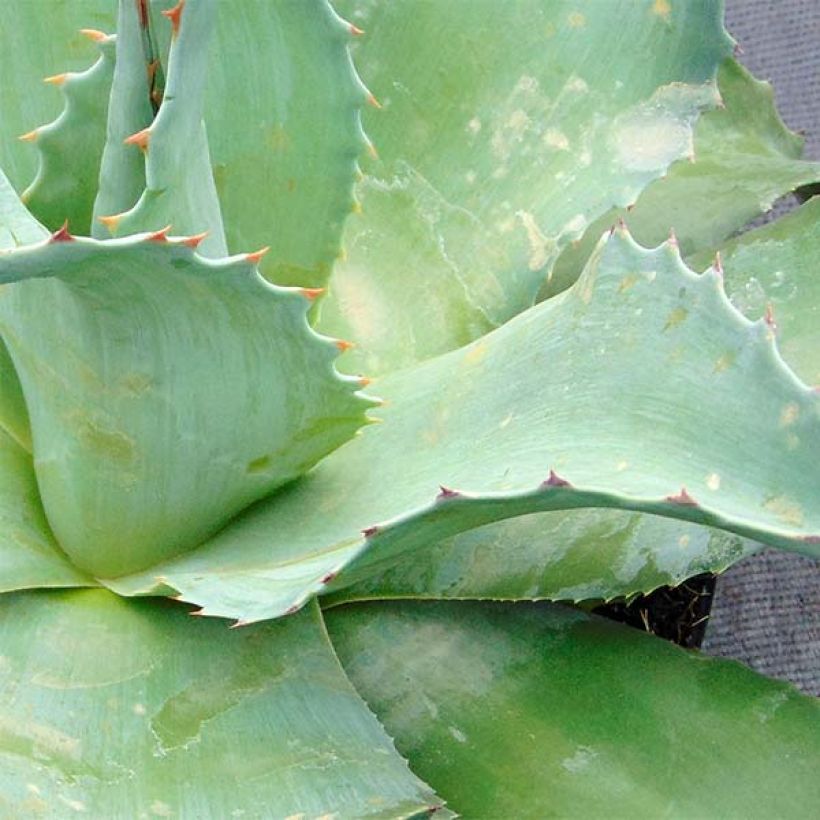 Agave ovatifolia (Feuillage)