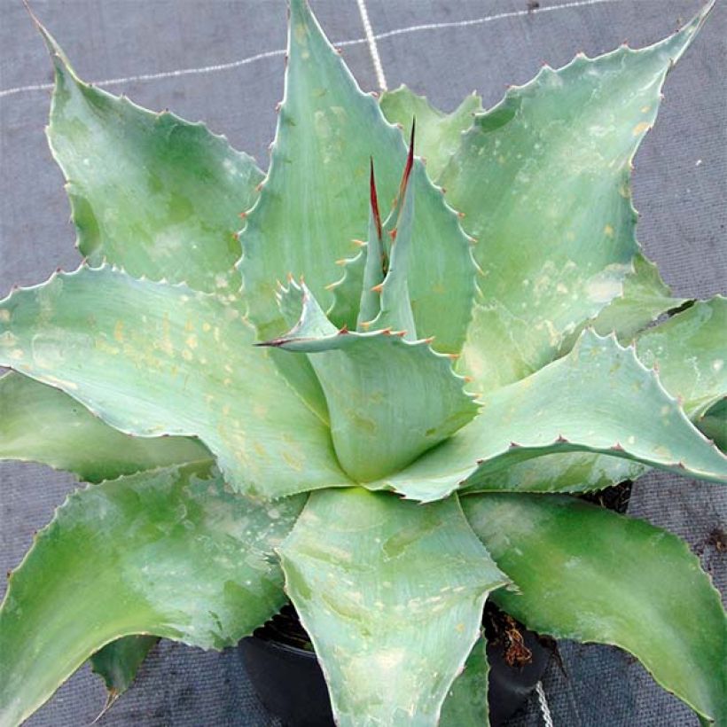 Agave ovatifolia (Port)