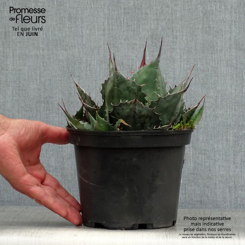 Spécimen de Agave parrasana - Agave chou tel que livré en ete