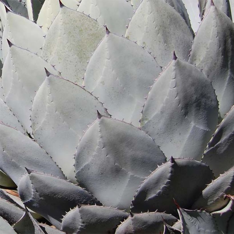 Agave parryi huachucensis - Agave de Parry (Feuillage)