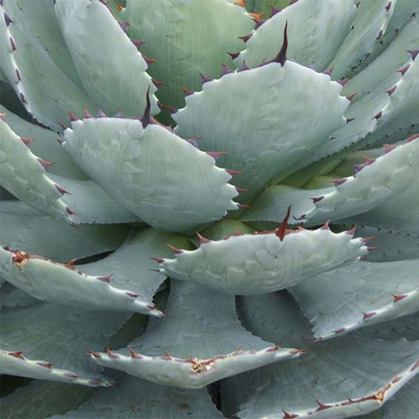 Agave Kikijokan (Feuillage)