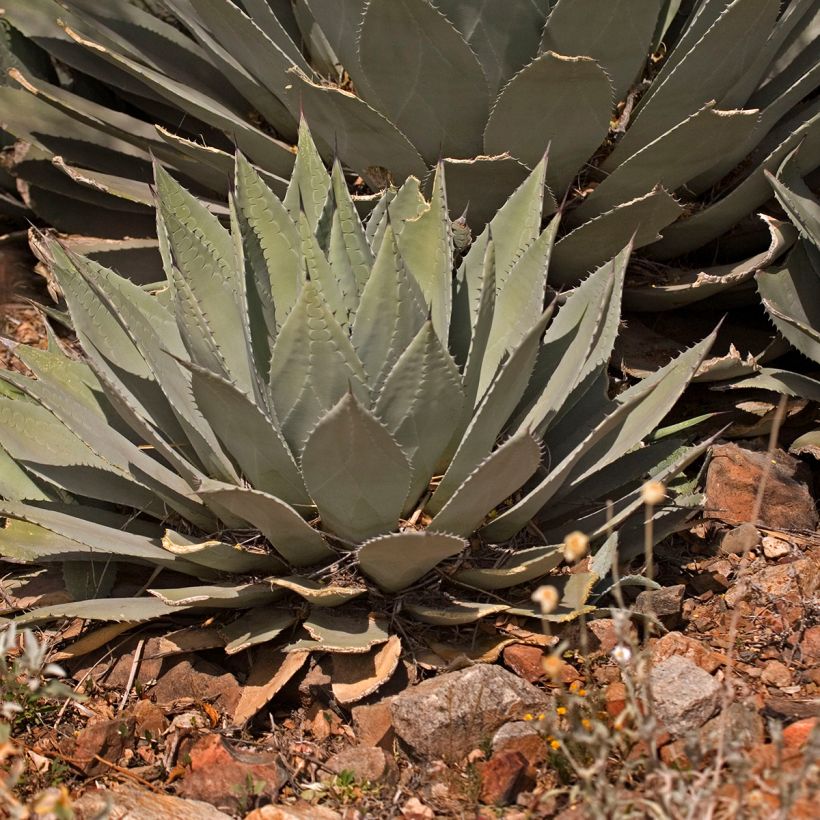 Agave parryi huachucensis - Agave de Parry (Port)