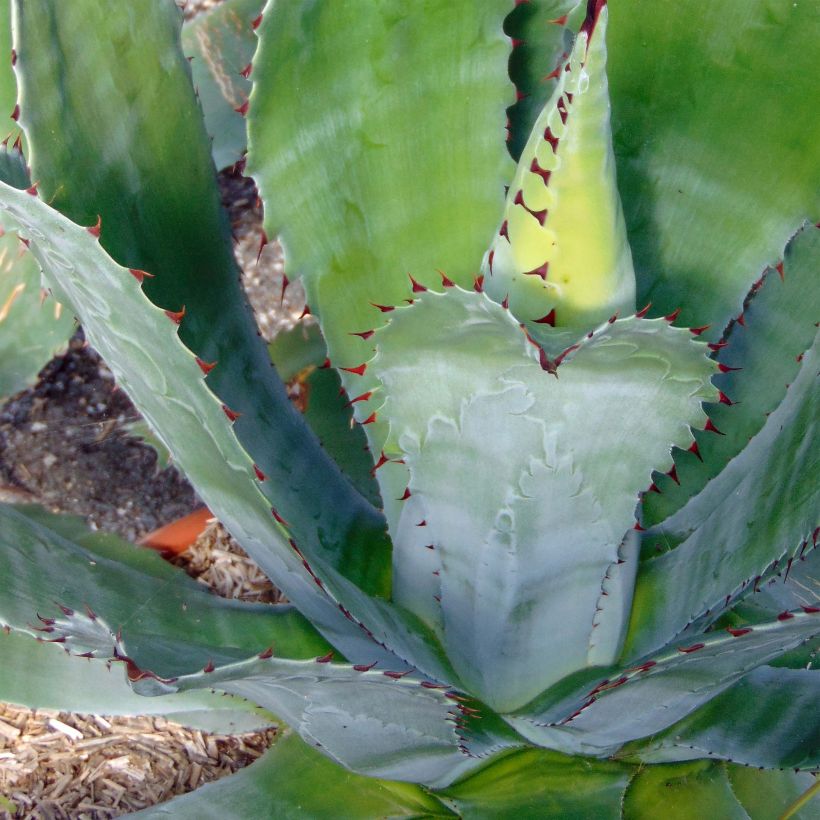 Agave parryi neomexicana (Feuillage)