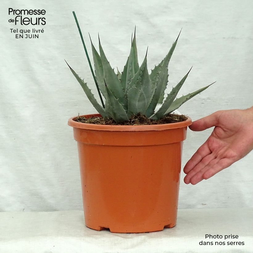 Spécimen de Agave parryi neomexicana Pot de 7,5L/10L tel que livré en été