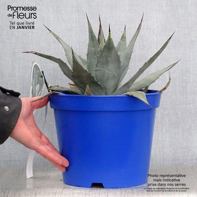 Spécimen de Agave parryi neomexicana tel que livré en hiver